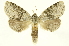  ( - INBIOCRI001849456)  @14 [ ] Copyright (2012) J. Montero INBio