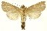  (Marthula - INBIOCRI002245193)  @15 [ ] Copyright (2012) Juan Mata Lorenzen INBio