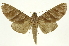  (Hapigia repandensICG03 - INBIOCRI002441238)  @15 [ ] Copyright (2012) J. Montero INBio