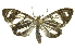  (Hadesina caerulescens - INBIOCRI002568853)  @14 [ ] Copyright (2012) Juan Mata Lorenzen Unspecified