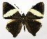  ( - INB0004270311)  @14 [ ] Copyright (2011) J. Montero Instituto Nacional de Biodiversidad