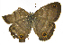  (Cissia labeICG01 - INB0004270367)  @13 [ ] Copyright (2011) J. Montero Instituto Nacional de Biodiversidad