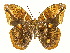  ( - INB0004270872)  @12 [ ] Copyright (2011) J. Montero Instituto Nacional de Biodiversidad