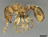  (Tetramorium ericae - CASENT0814075)  @14 [ ] CreativeCommons - Attribution (2018) Brian Fisher California Academy of Sciences