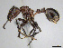  (Myrmicaria natalensis - CASENT0814057)  @15 [ ] CreativeCommons - Attribution (2018) Brian Fisher California Academy of Sciences