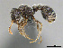  (Tetramorium eminii_cf - CASENT0814074)  @15 [ ] CreativeCommons - Attribution (2018) Brian Fisher California Academy of Sciences