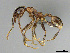  (Pheidole afrc-za11 - CASENT0814086)  @11 [ ] CreativeCommons - Attribution (2018) Brian Fisher California Academy of Sciences