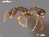  (Cardiocondyla shuckardi - AFR-PNN1-HC-F23)  @15 [ ] Unspecified (default): All Rights Reserved  Unspecified Unspecified