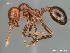  (Myrmicinae - AFR-TWRd1-PT-F12)  @17 [ ] Unspecified (default): All Rights Reserved  Unspecified Unspecified