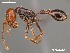  (Ocymyrmex AFRC-NAM-04a - AFR-CND-2010-35-F03)  @16 [ ] Unspecified (default): All Rights Reserved  Unspecified Unspecified