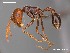  (Ocymyrmex AFRC-NAM-04b - AFR-CND-2010-40-F05b)  @16 [ ] Unspecified (default): All Rights Reserved  Unspecified Unspecified