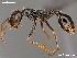  (Ocymyrmex AFRC-NAM-05 - AFR-CND-2010-16-F01a)  @14 [ ] Unspecified (default): All Rights Reserved  Unspecified Unspecified