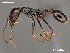  (Ocymyrmex AFRC-NAM-06 - AFR-CND-2010-16-F01c)  @14 [ ] Unspecified (default): All Rights Reserved  Unspecified Unspecified