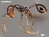  (Ocymyrmex AFRC-NAM-08 - AFR-CND-2010-4-F03)  @15 [ ] Unspecified (default): All Rights Reserved  Unspecified Unspecified