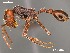  (Ocymyrmex robustior - AFR-CND-2010-02-F06)  @15 [ ] Unspecified (default): All Rights Reserved  Unspecified Unspecified