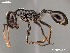  (Ocymyrmex zekhem - AFR-CND-2010-40-F07)  @15 [ ] Unspecified (default): All Rights Reserved  Unspecified Unspecified