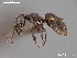  (Tapinoma AFRC-LIM-01 - AFR-TRP-239-A1-i)  @14 [ ] Unspecified (default): All Rights Reserved  Unspecified Unspecified