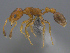  (Cardiocondyla AFRC-ZA02 - CASENT0812029)  @13 [ ] CreativeCommons - Attribution (2017) Peter Hawkes AfriBugs CC