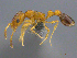  (Cardiocondyla AFRC-ZA03 - CASENT0812031)  @14 [ ] CreativeCommons - Attribution (2017) Peter Hawkes AfriBugs CC