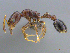  (Cardiocondyla AFRC-ZA04 - CASENT0258774)  @14 [ ] CreativeCommons - Attribution (2017) Peter Hawkes AfriBugs CC