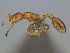  (Cardiocondyla AFRC-ZA05 - CASENT0812033)  @14 [ ] CreativeCommons - Attribution (2017) Peter Hawkes AfriBugs CC