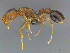  (Cardiocondyla AFRC-ZA06 - CASENT0254614)  @15 [ ] CreativeCommons - Attribution (2017) Peter Hawkes AfriBugs CC