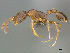  (Cardiocondyla venustula - CASENT0258778)  @14 [ ] CreativeCommons - Attribution (2017) Peter Hawkes AfriBugs CC