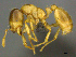 ( - CASENT0812017)  @13 [ ] CreativeCommons - Attribution (2017) Peter Hawkes AfriBugs CC