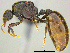  ( - CASENT0256768)  @11 [ ] CreativeCommons - Attribution (2017) Peter Hawkes AfriBugs CC
