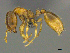  ( - CASENT0812000)  @14 [ ] CreativeCommons - Attribution (2017) Peter Hawkes AfriBugs CC