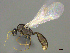  ( - CASENT0812001)  @13 [ ] CreativeCommons - Attribution (2017) Peter Hawkes AfriBugs CC
