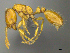  ( - CASENT0812023)  @13 [ ] CreativeCommons - Attribution (2017) Peter Hawkes AfriBugs CC