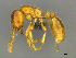  ( - CASENT0812020)  @13 [ ] CreativeCommons - Attribution (2017) Peter Hawkes AfriBugs CC