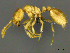  ( - CASENT0812027)  @11 [ ] CreativeCommons - Attribution (2017) Peter Hawkes AfriBugs CC
