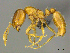 ( - CASENT0812026)  @13 [ ] CreativeCommons - Attribution (2017) Peter Hawkes AfriBugs CC
