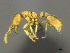  ( - CASENT0812025)  @11 [ ] CreativeCommons - Attribution (2017) Peter Hawkes AfriBugs CC