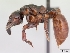  (Centromyrmex raptor - CASENT0066882-D01)  @13 [ ] Unspecified (default): All Rights Reserved  Unspecified Unspecified