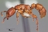  (Centromyrmex bequaerti - CASENT0064552-D01)  @13 [ ] Unspecified (default): All Rights Reserved  Unspecified Unspecified