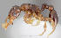  (Tetramorium ultor - CASENT0066861-D01)  @13 [ ] Unspecified (default): All Rights Reserved  Unspecified Unspecified
