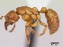  (Centromyrmex sellaris - CASENT0066986-D01)  @13 [ ] CreativeCommons - Attribution Non-Commercial No Derivatives (2011) Brian Fisher California Academy of Sciences