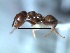 (Azteca ovaticeps - 2010-057)  @11 [ ] Copyright (2011) NA University of Arkansas