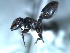 (Cephalotes sp. 1 - 2010-069)  @14 [ ] Copyright (2011) NA University of Arkansas