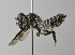  (Megachile ARG1 - 1407-B11)  @15 [ ] CreativeCommons - Attribution Non-Commercial Share-Alike (2010) Unspecified York University