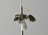  (Lasioglossum sp. 5-AT - 1407-C03)  @14 [ ] CreativeCommons - Attribution Non-Commercial Share-Alike (2010) Unspecified York University