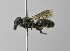  (Osmia glauca - 1408-E04)  @15 [ ] CreativeCommons - Attribution Non-Commercial Share-Alike (2010) Unspecified York University