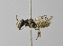  (Xeromelissa laureli - 1408-H05)  @14 [ ] CreativeCommons - Attribution Non-Commercial Share-Alike (2010) Unspecified York University