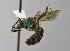  (Agapostemon semimelleus - 1408-H10)  @14 [ ] CreativeCommons - Attribution Non-Commercial Share-Alike (2010) Unspecified York University