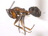  (Dorymyrmex grandulus - 10BELIZE-0008)  @15 [ ] Unspecified (default): All Rights Reserved  Unspecified Unspecified