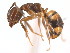  (Dolichoderus lutosus - 10BELIZE-0016)  @13 [ ] Unspecified (default): All Rights Reserved  Unspecified Unspecified