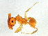  ( - 10BELIZE-0139)  @13 [ ] CreativeCommons - Attribution (2014) CBG Photography Group Centre for Biodiversity Genomics